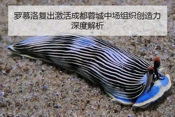罗慕洛复出激活成都蓉城中场组织创造力深度解析